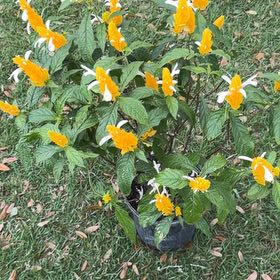 Photo of the plant species Lollipop Plant by @snoopyonalude named Nina on Greg, the plant care app