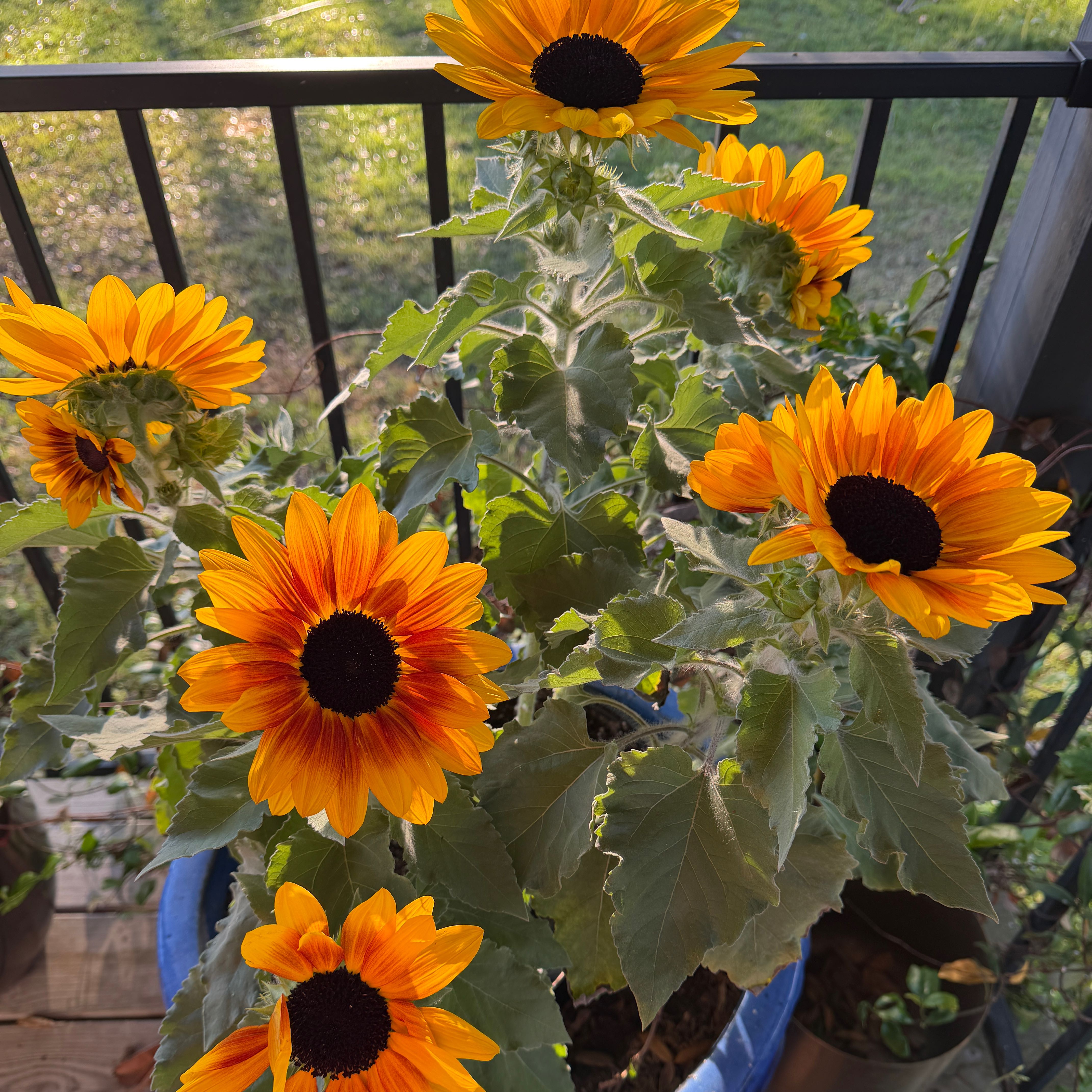 Photo of the plant species Sunfinity Sunflower by @snoopyonalude named Hamilton on Greg, the plant care app