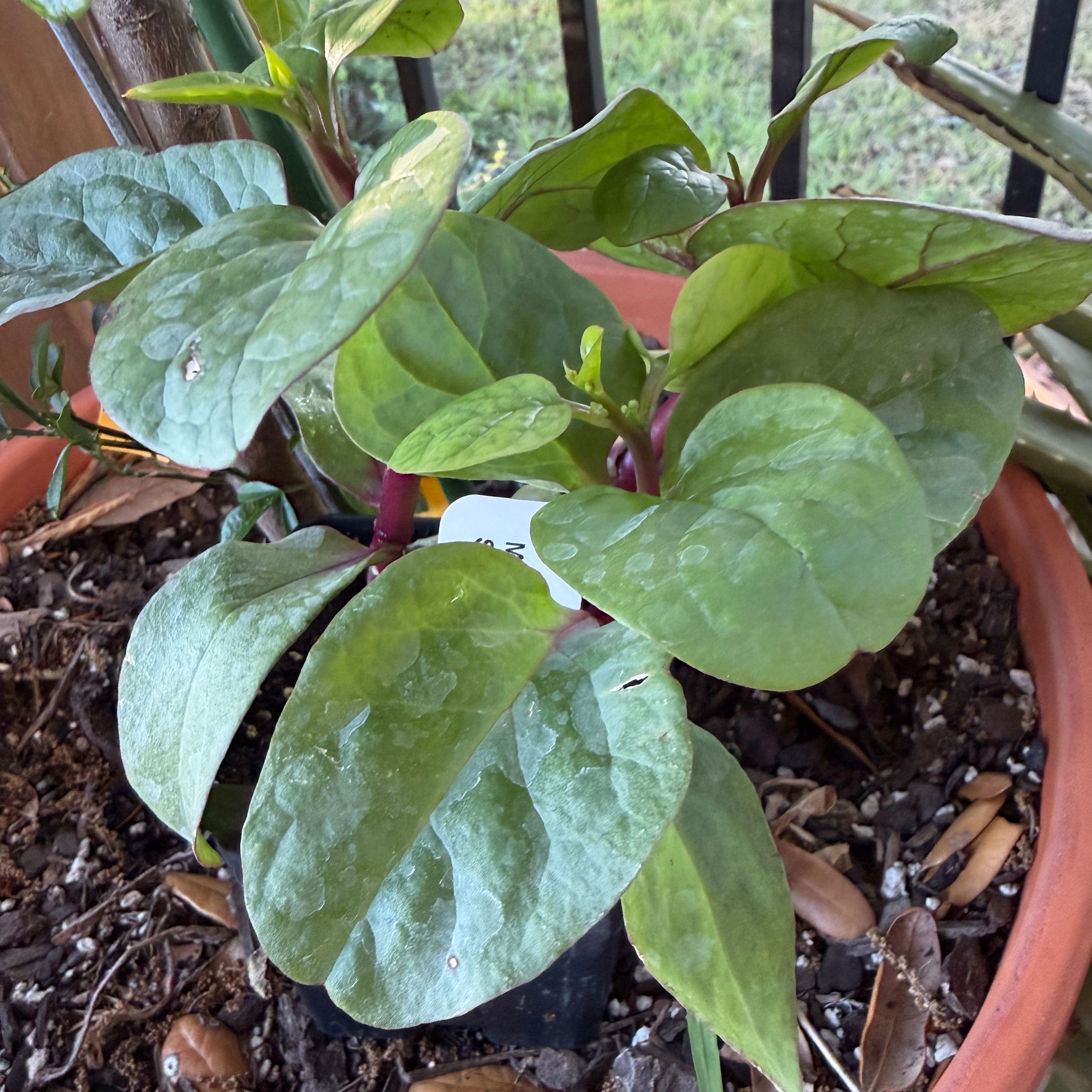 Photo of the plant species Malabar Spinach by @snoopyonalude named Leonardo on Greg, the plant care app