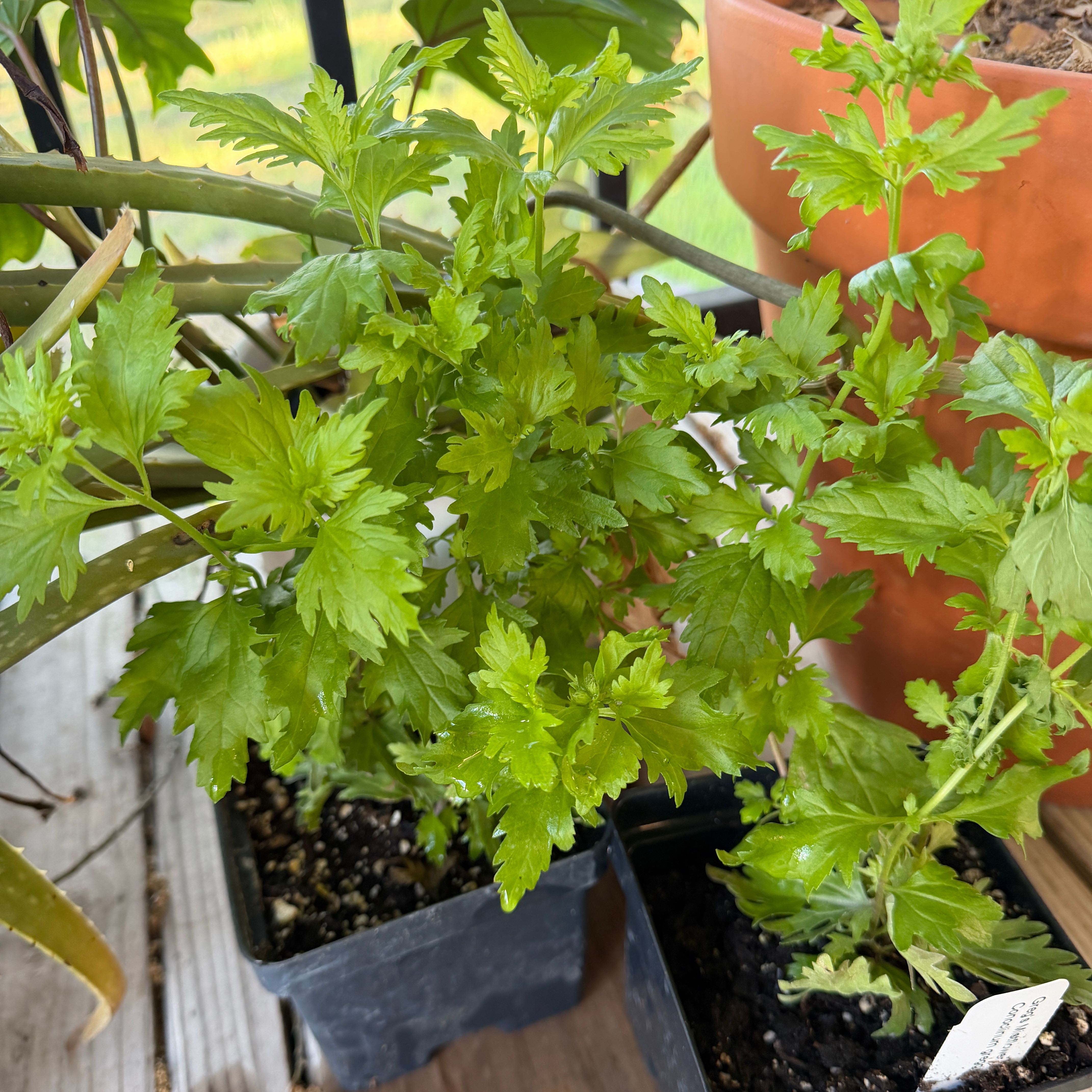 Photo of the plant species Greg's Blue Mist Flower by @snoopyonalude named Dolores on Greg, the plant care app