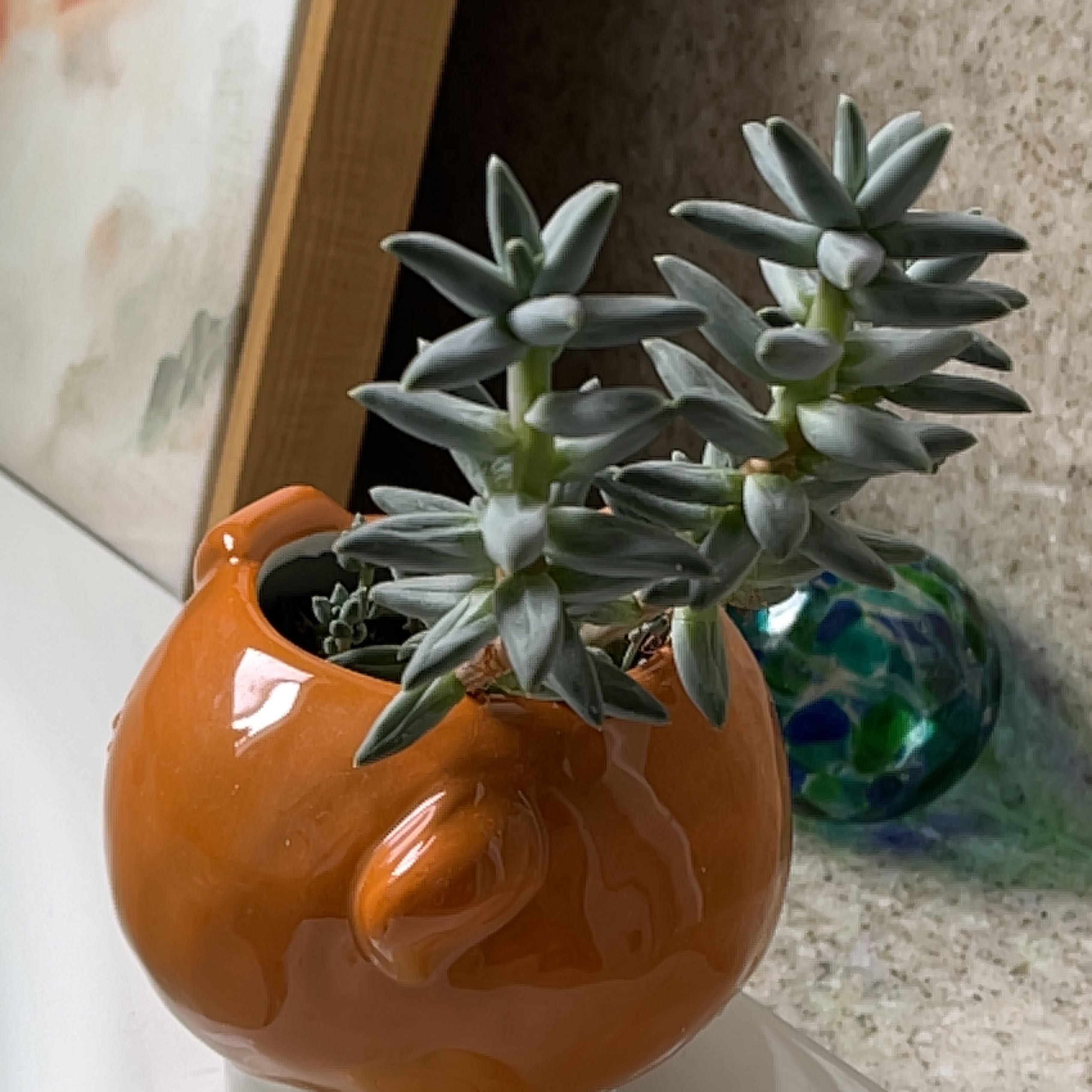 Photo of the plant species Echeveria Blue Star by @GranolaPrincess named Winston on Greg, the plant care app
