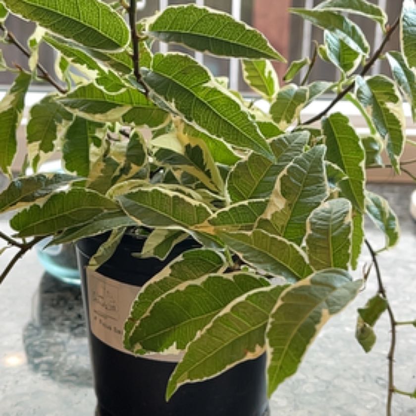 Photo of the plant species Variegated Ficus sagittata by @Wyochio named Linus on Greg, the plant care app