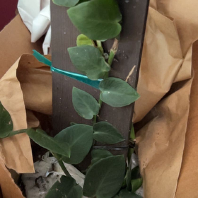 Photo of the plant species rhaphidophora korthalsii thai constellation by @HoneyedPandan named Gates on Greg, the plant care app