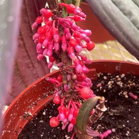 Photo of the plant species Judas Tree by @HoneyedPandan named Zeus on Greg, the plant care app