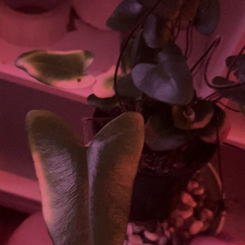 Photo of the plant species Acrostichum Aureum by @HoneyedPandan named Denali on Greg, the plant care app
