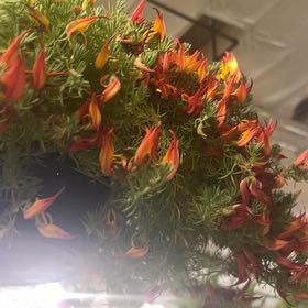 Photo of the plant species Common Sunshine Conebush by @HoneyedPandan named Rainier on Greg, the plant care app