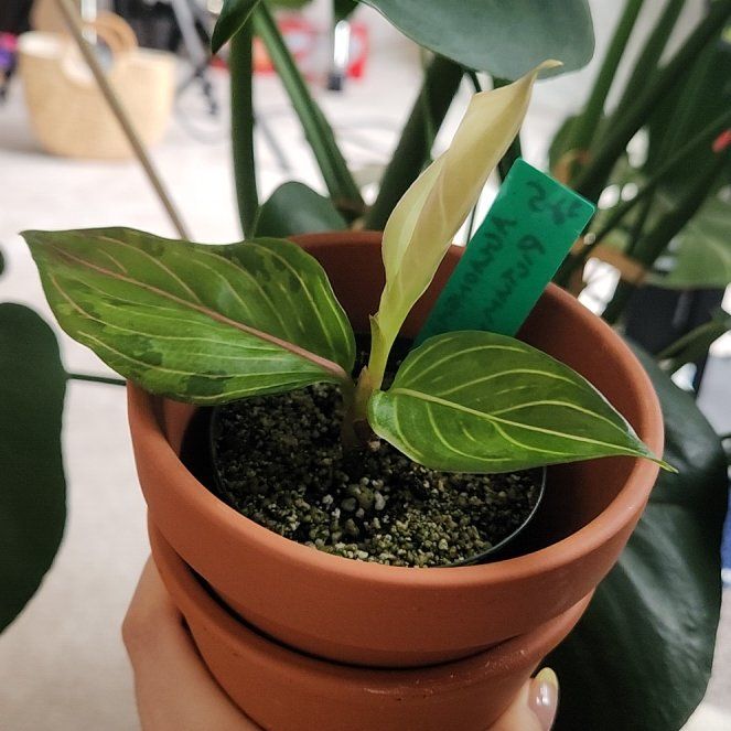 Photo of the plant species Aglaonema rotundum 'Pictum Tricolor' by @PrimaryTaro named Pinky on Greg, the plant care app