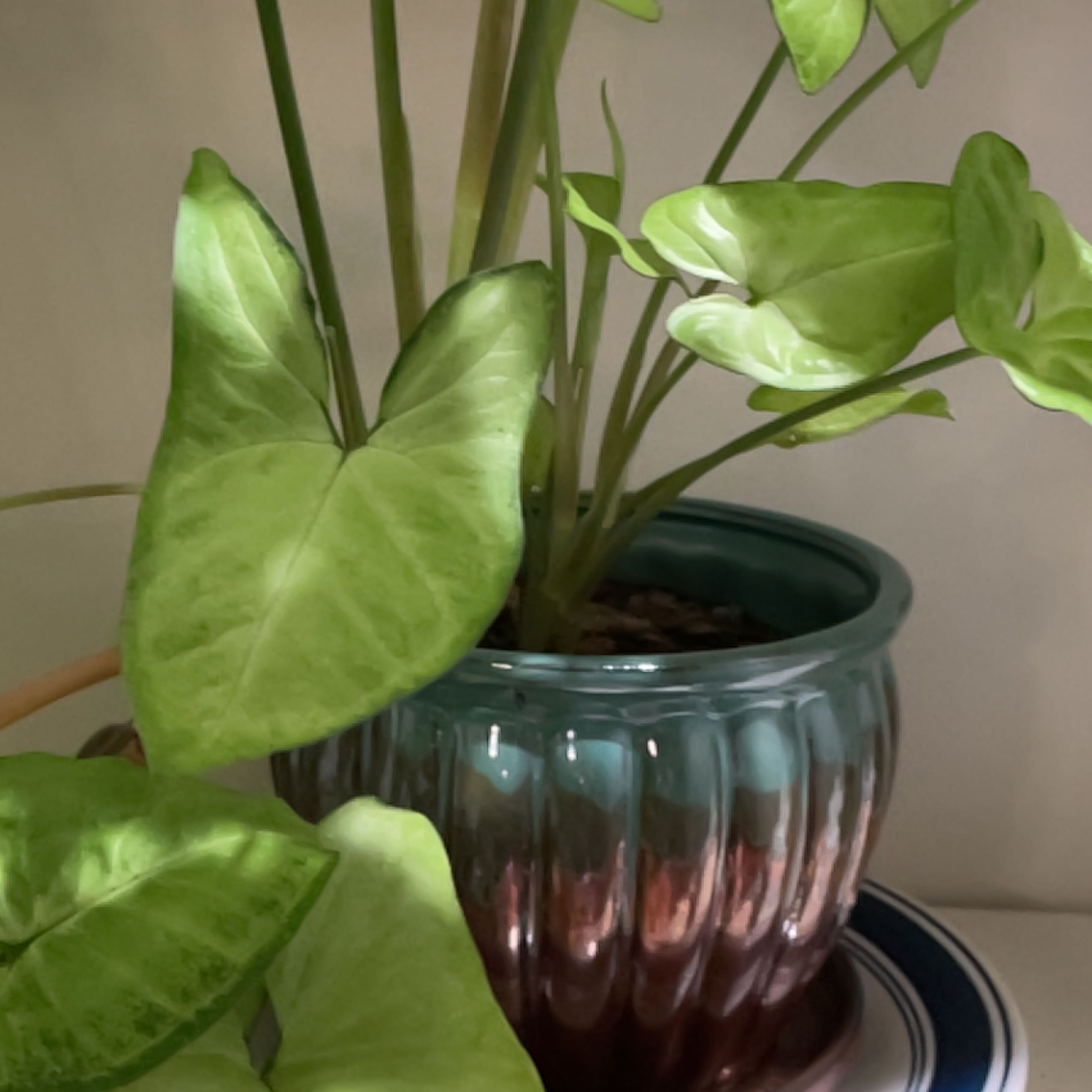 Potted Green Arrow-Arum plant with healthy green leaves.
