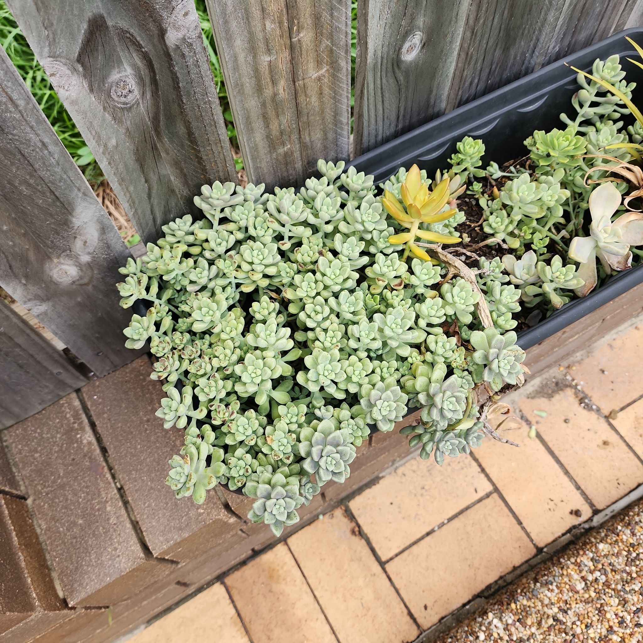 Photo of the plant species English Stonecrop by @audreeyviolet named Pool Cleopatra on Greg, the plant care app