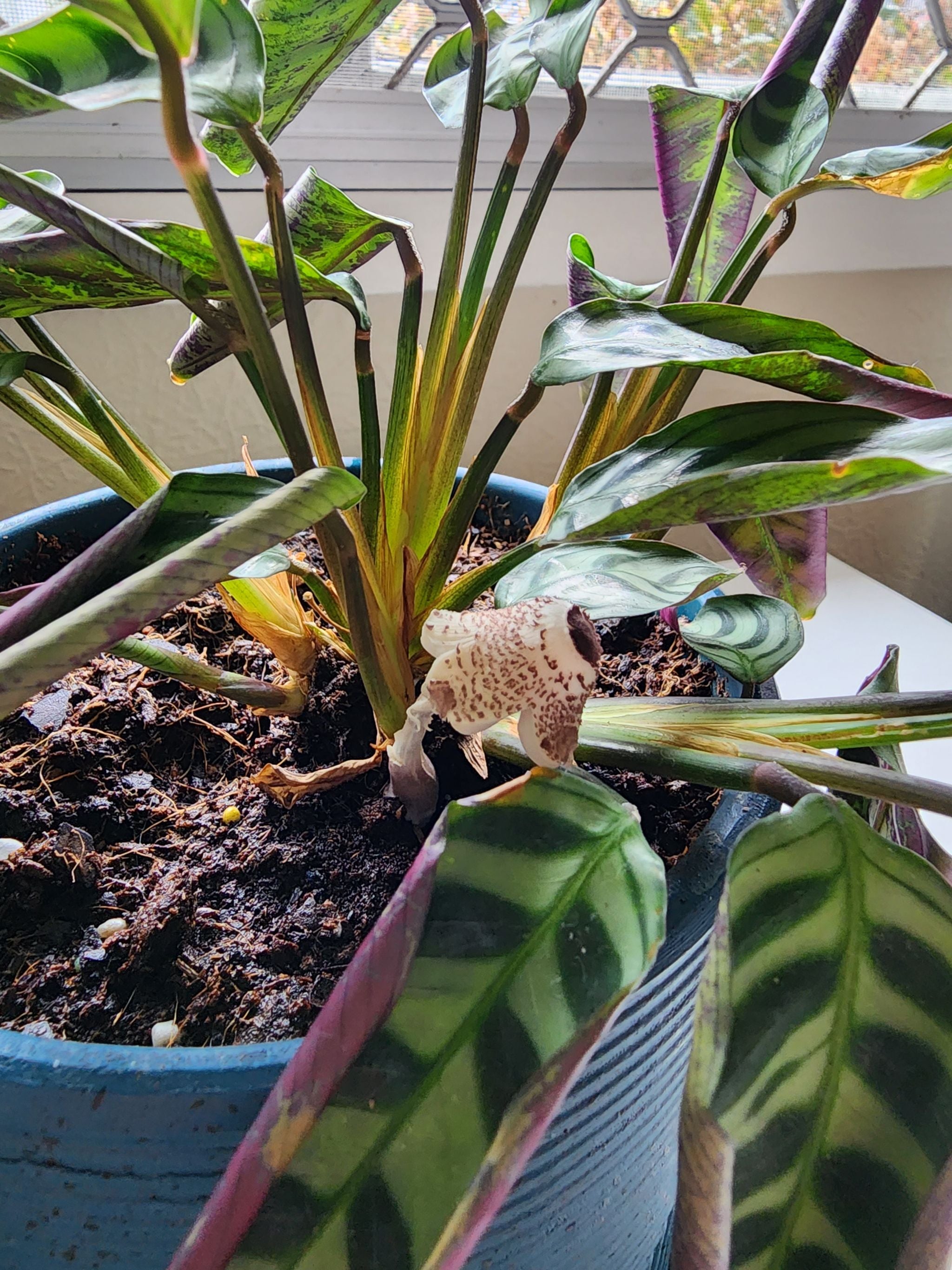 Why Are My Fishbone Prayer Plant Leaves Droopy? 😔