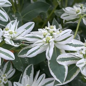 Photo of the plant species Snow on the Mountain by @KeenBiglaurel named Leaf Erickson on Greg, the plant care app