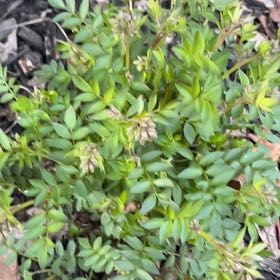 Photo of the plant species Spreading Jacob's Ladder by @KeenBiglaurel named Navajo on Greg, the plant care app