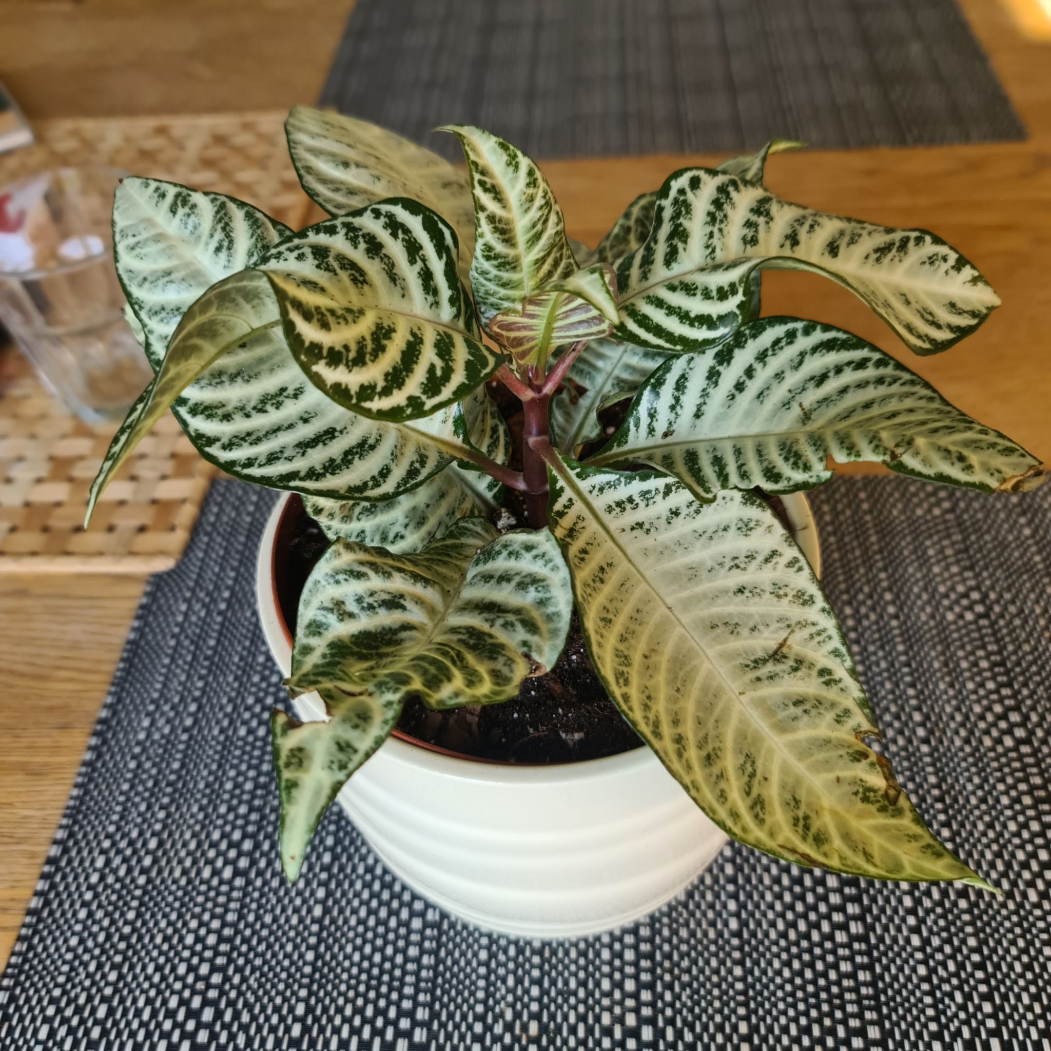 Photo of the plant species Aphelandra 'Snow White' by @PerfectCyclamen named Terra on Greg, the plant care app