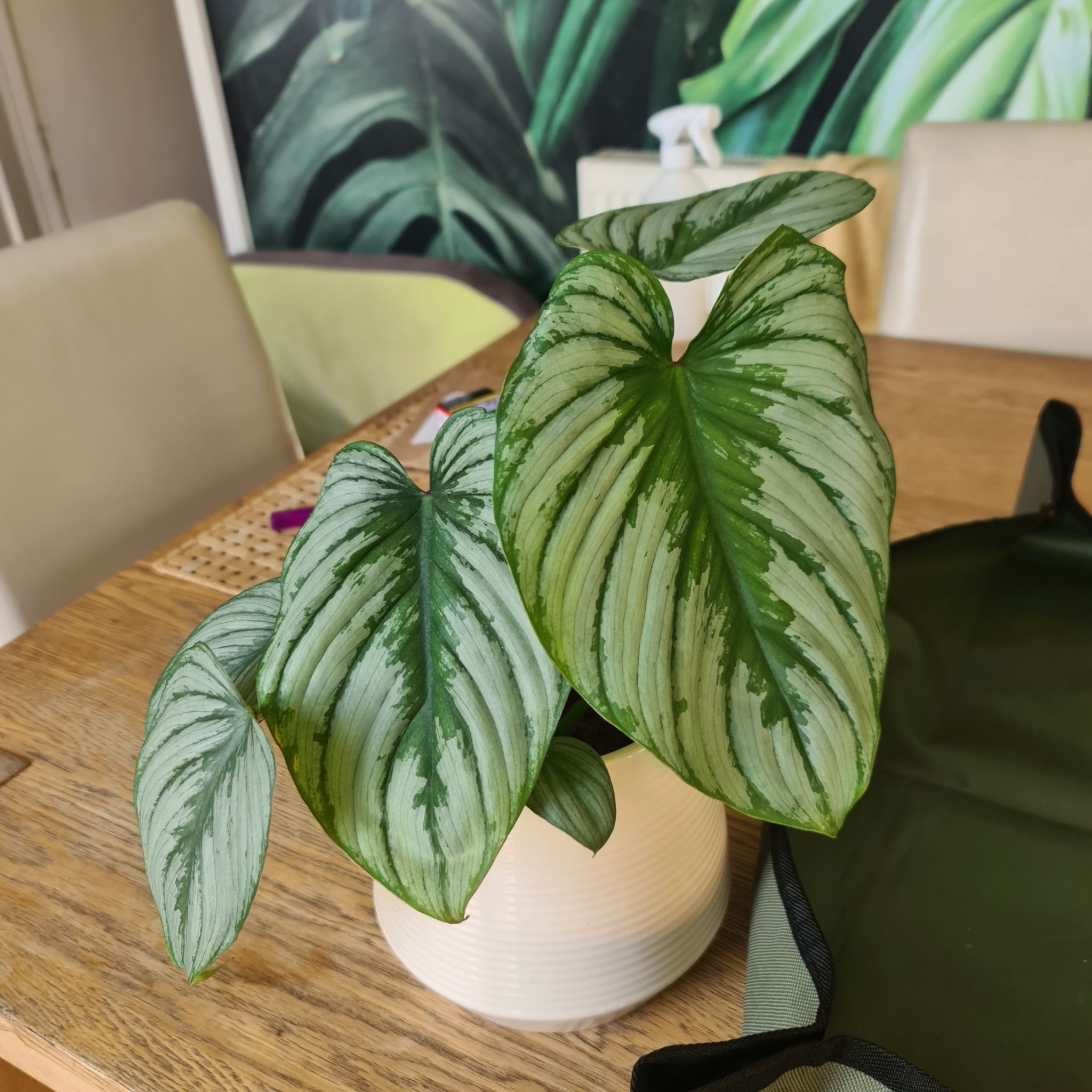 Philodendron mamei plant in a white pot on a wooden table, with healthy green leaves.