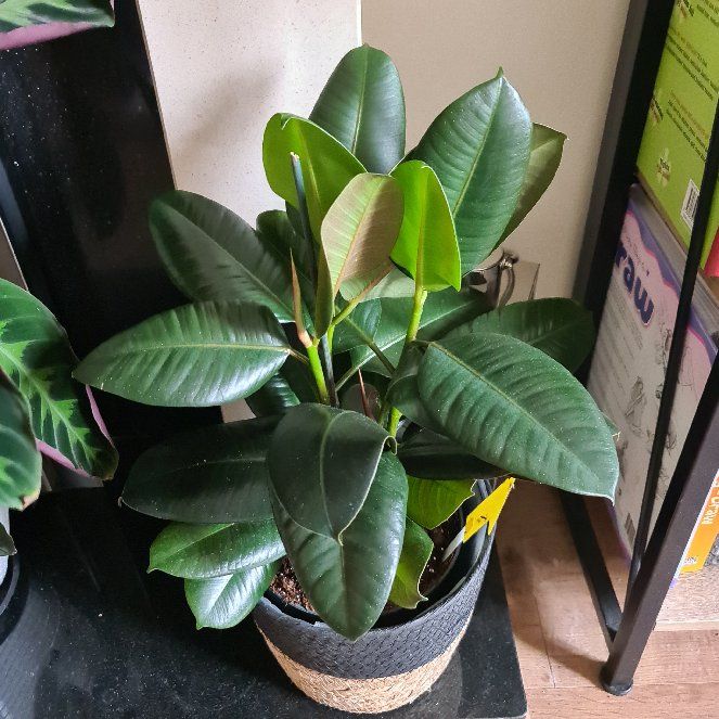 Photo of the plant species Rubber Plant 'Abidjan' by @PerfectCyclamen named LiloStitch on Greg, the plant care app