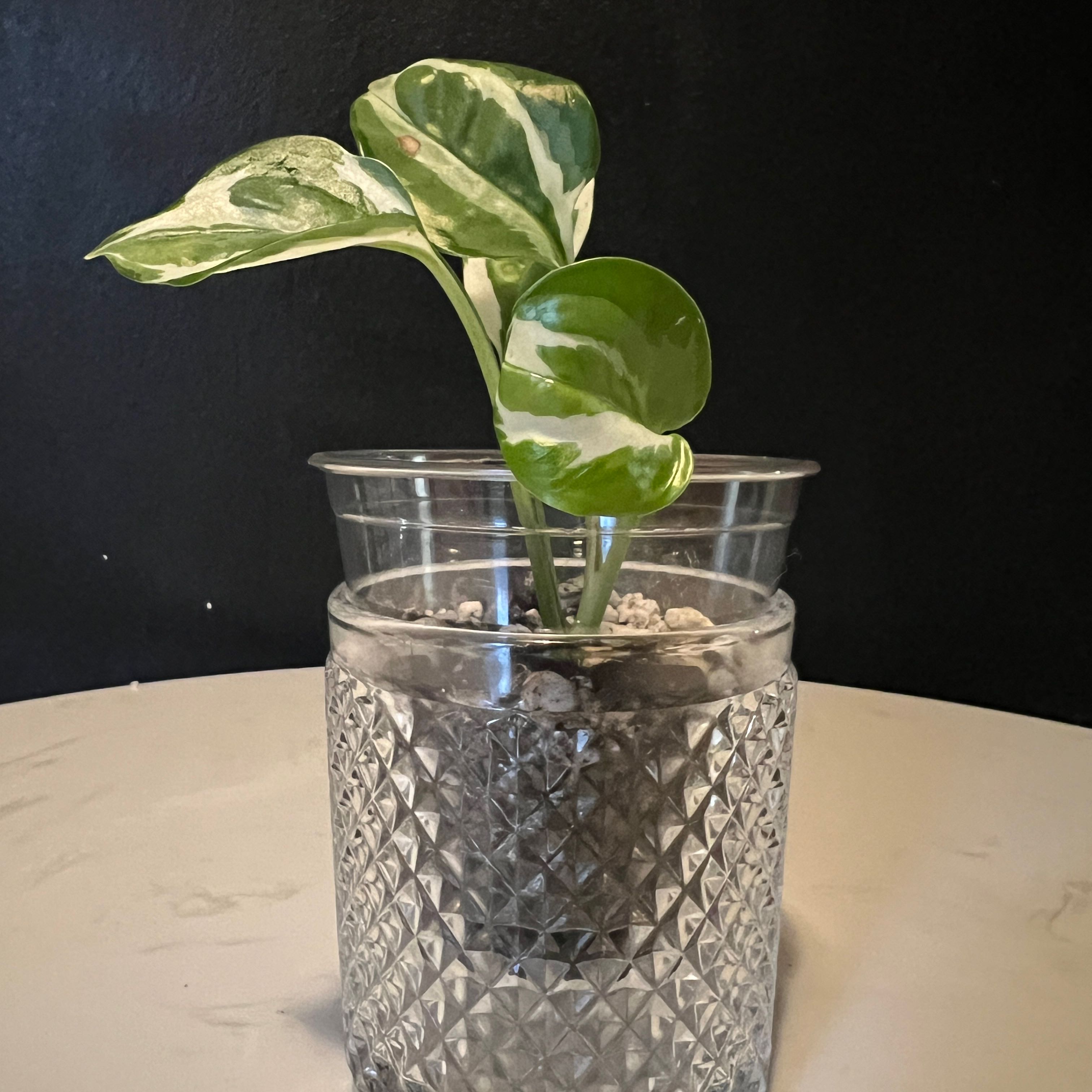 Glacier Pothos plant in a clear, textured glass container with variegated leaves.
