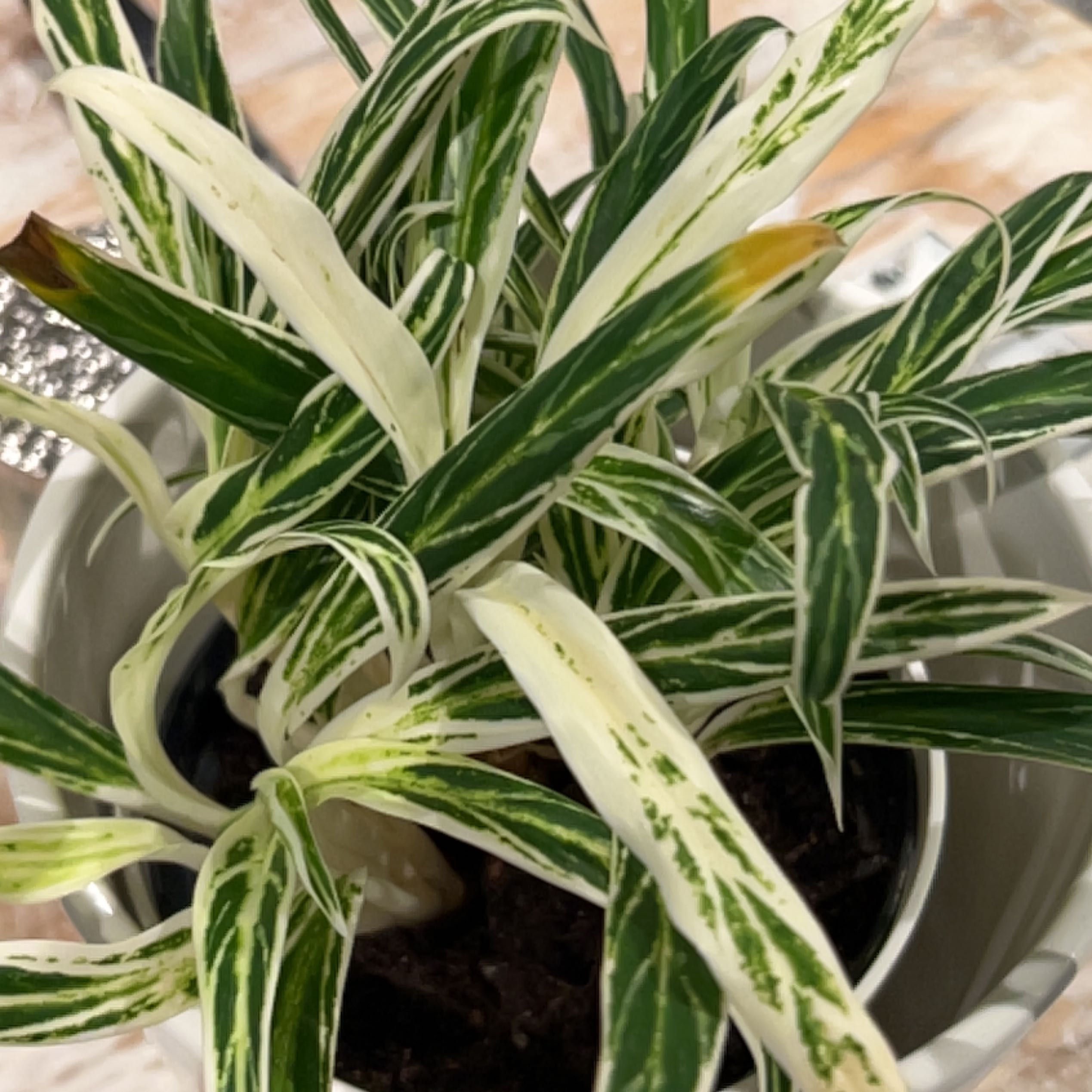 Photo of the plant species Agloanema 'Harlequin' by @WinninglyJubaea named Forrest on Greg, the plant care app