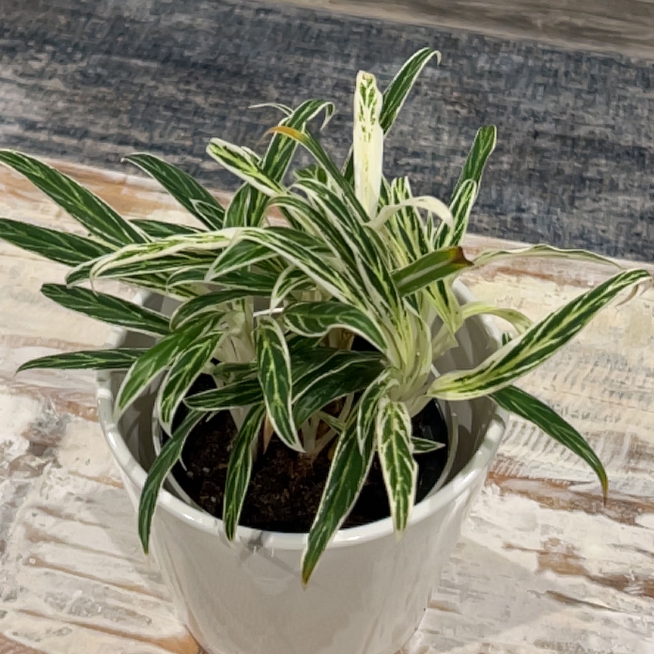 Photo of the plant species Agloanema 'Harlequin' by @WinninglyJubaea named Hamilton on Greg, the plant care app