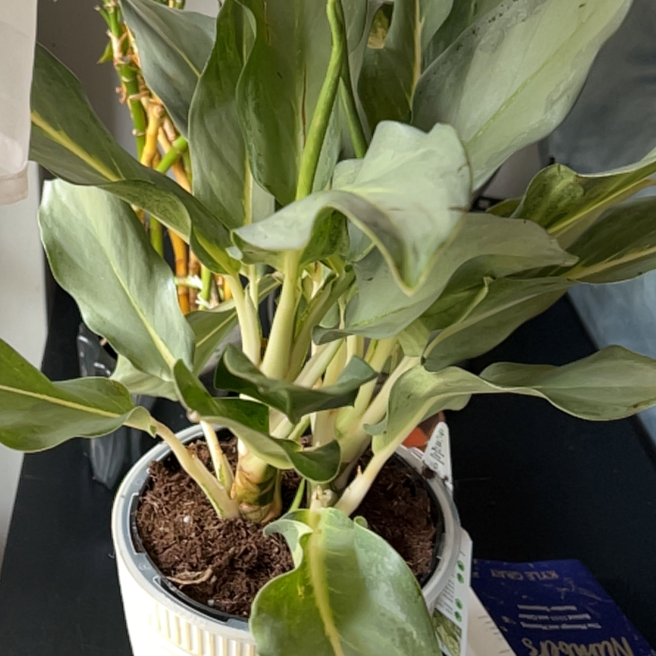 Photo of the plant species Aglaonema 'Golden Bay' by @SteadyCapealoe named Anne on Greg, the plant care app
