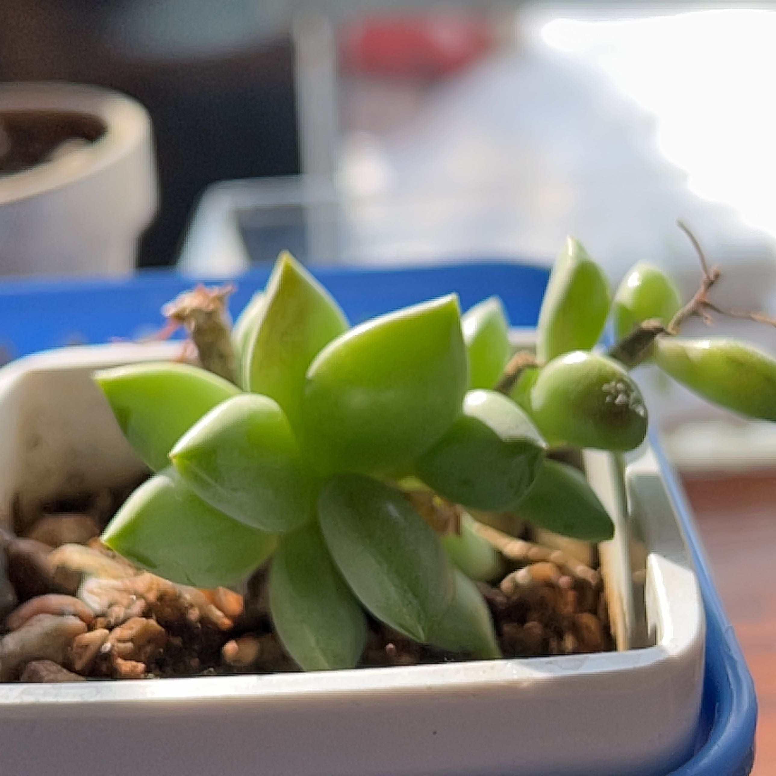Plant care for Solar Flare on Greg, the plant care app