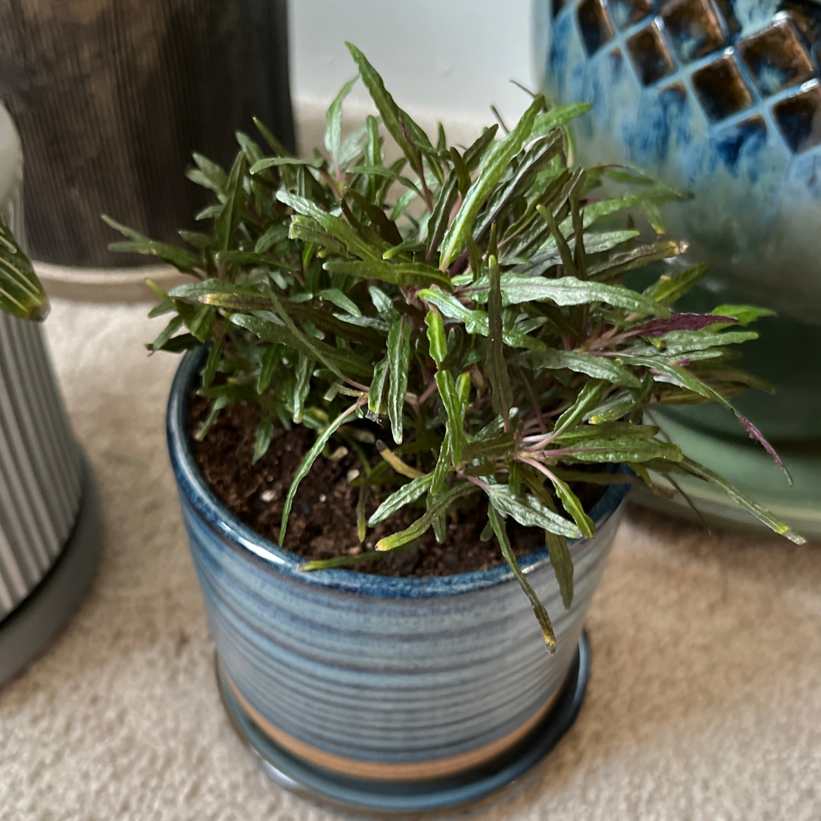 Potted Dragon's Tongue plant with narrow, dark green leaves and visible soil.
