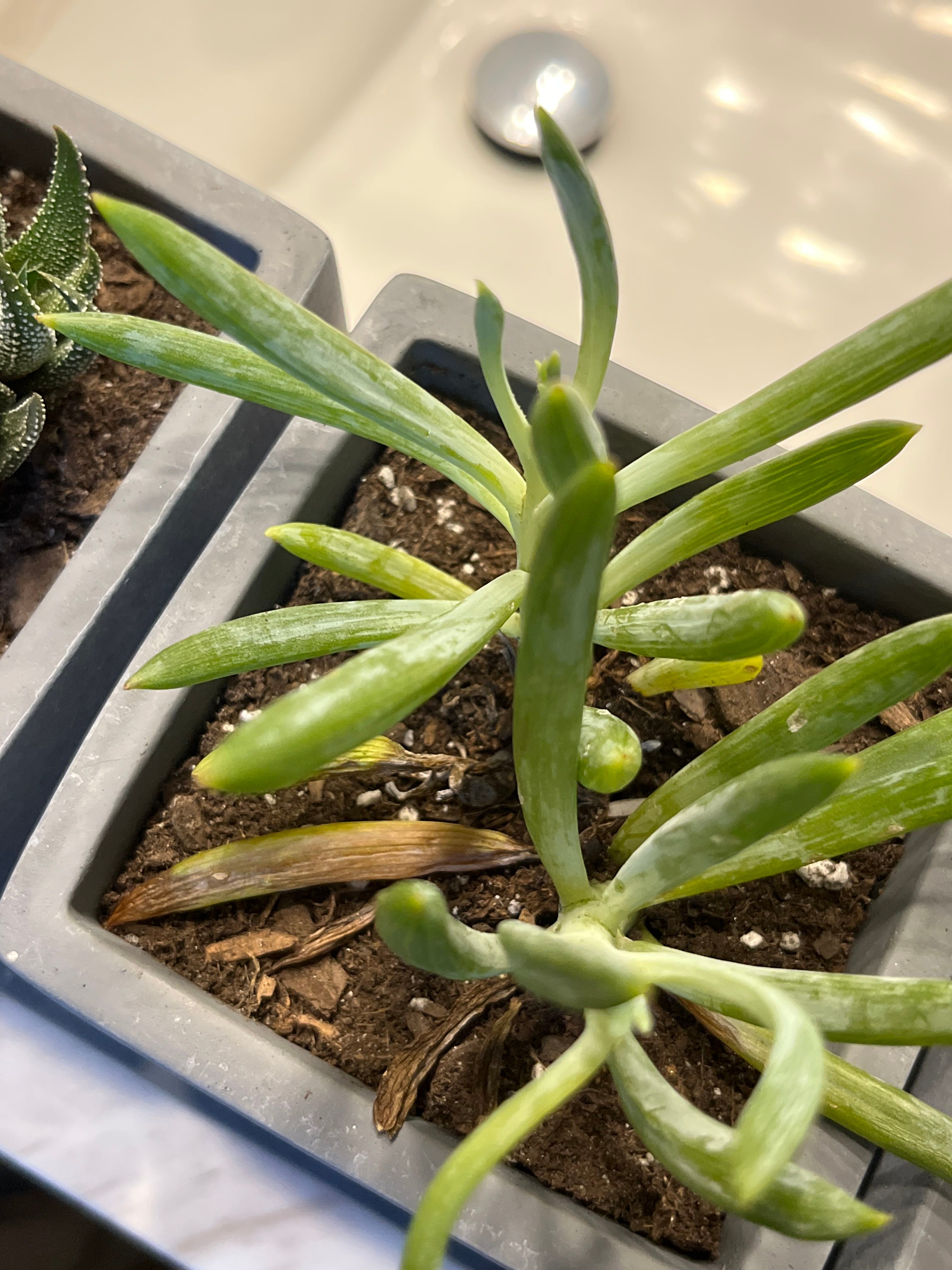 Narrow-Leaf Chalksticks Plant Care: Water, Light, Nutrients | Greg