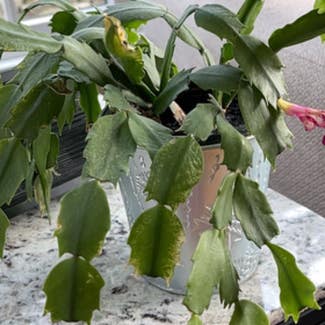 False Christmas Cactus plant in Topsfield, Massachusetts