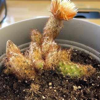 Lady Finger Cactus plant in Topsfield, Massachusetts