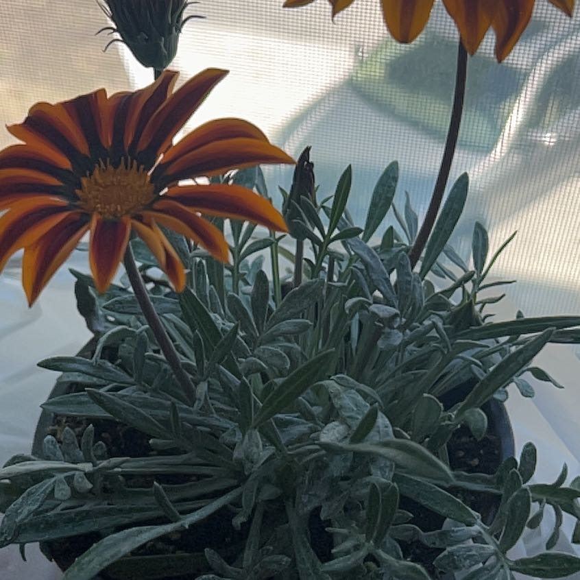 Treasureflower plant with vibrant orange and yellow flowers, healthy leaves, and visible soil.