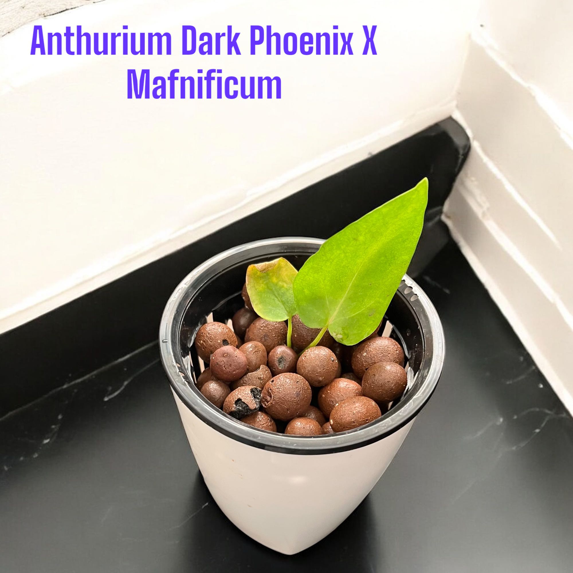 Photo of the plant species Anthurium Dark Phoenix x Magnificum by @carefreecowpoke named Dark Phoenix X Magnificum on Greg, the plant care app