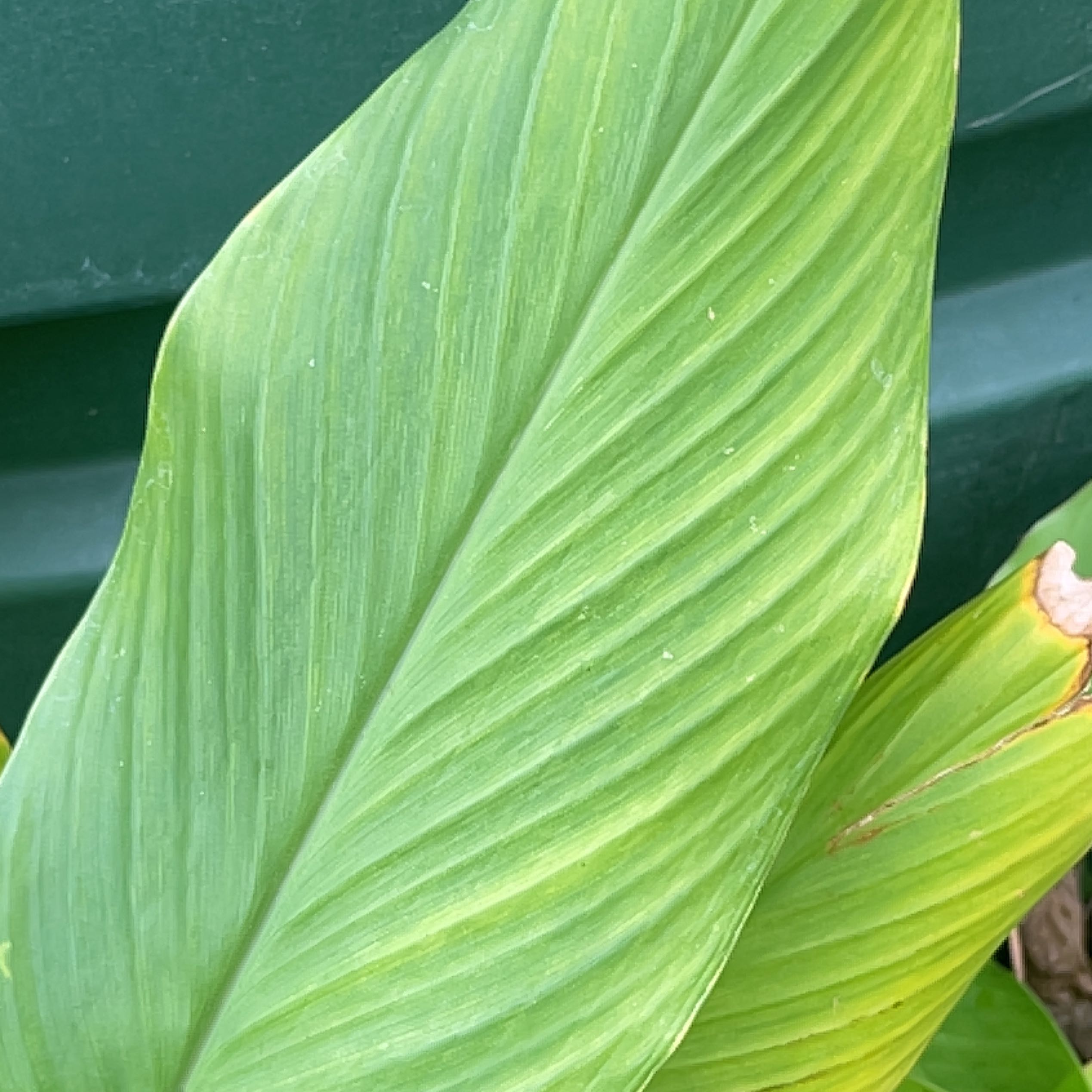 Photo of the plant species Ilima by @ClassicOrpine named Pax on Greg, the plant care app