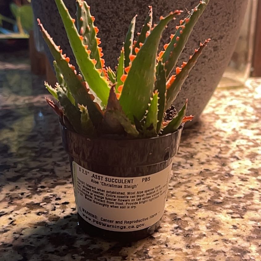 Aloe 'Christmas Sleigh' plant in a small pot with visible label on a granite surface.