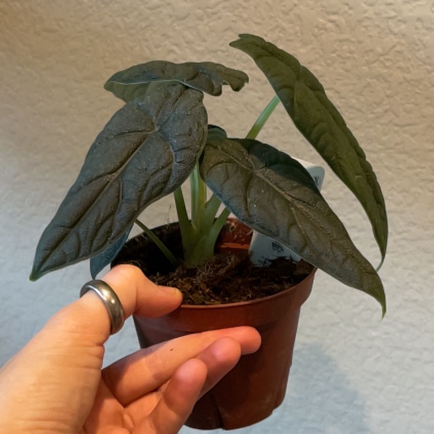 A healthy Alocasia 'Rugosa' plant in a pot, held by a hand.