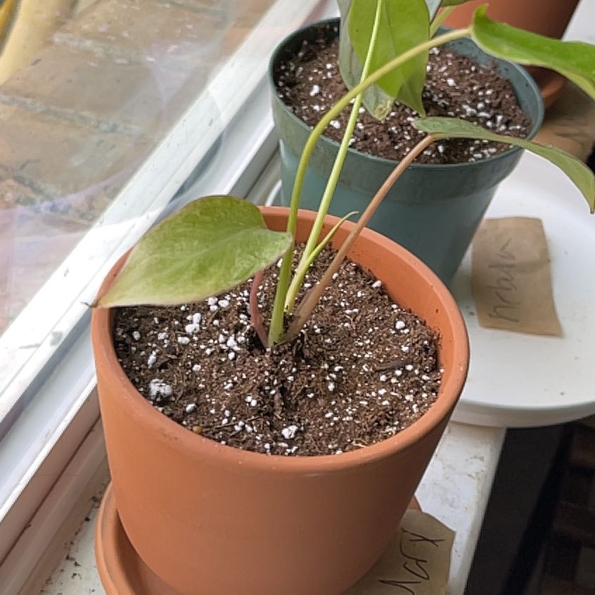 Photo of the plant species Alocasia Burle Marx Albo Varigata by @Roxley named Sigmund on Greg, the plant care app