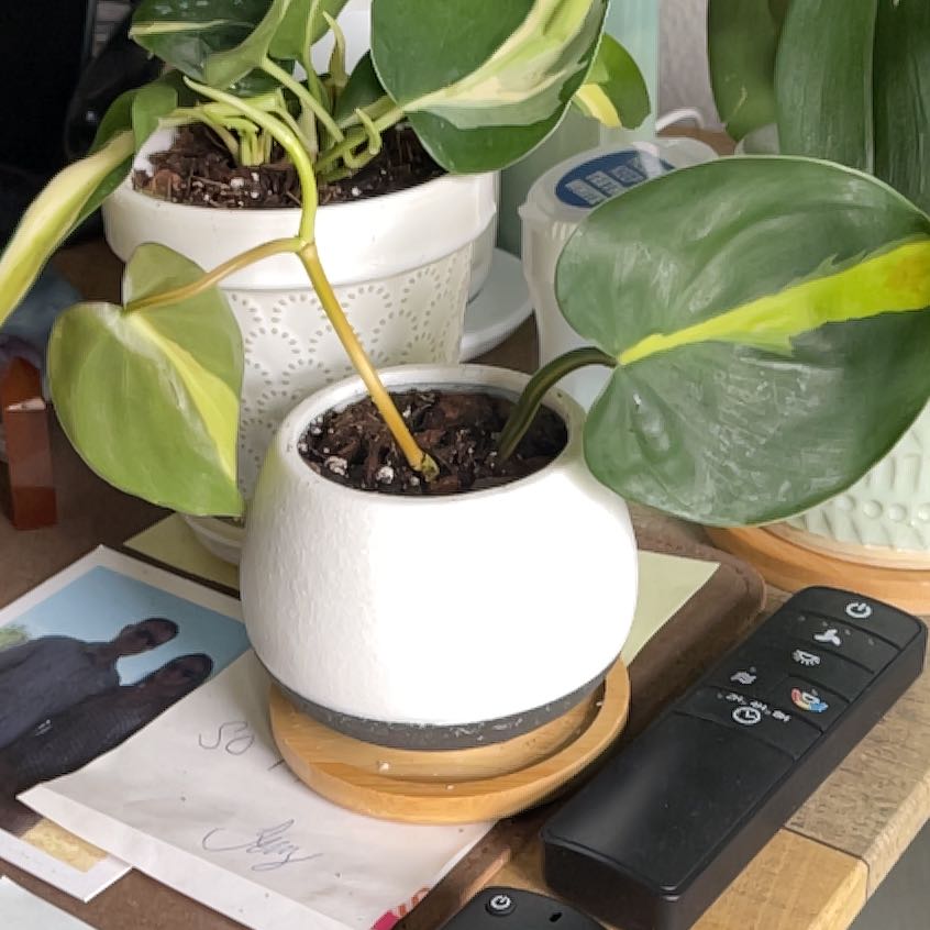 Photo of the plant species Brazil Philodendron by @Roxley named Daphne on Greg, the plant care app