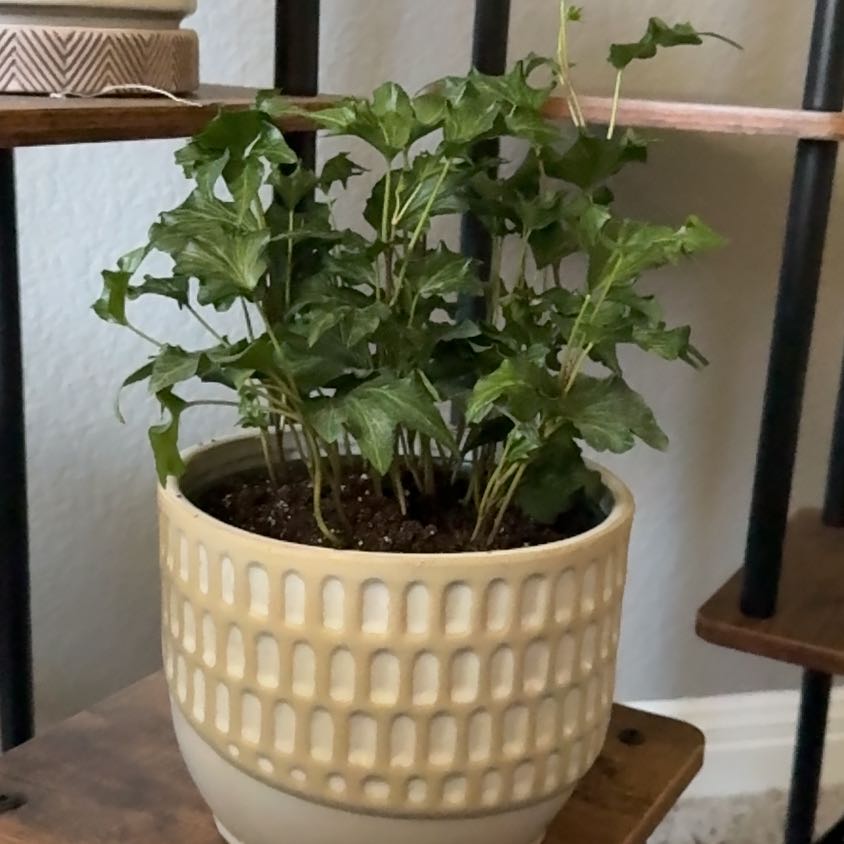 Photo of the plant species Francis Ivy by @Roxley named Francis on Greg, the plant care app