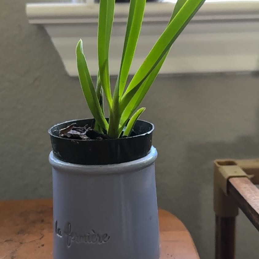 Photo of the plant species Vanda Orchid by @Roxley named Sonora on Greg, the plant care app