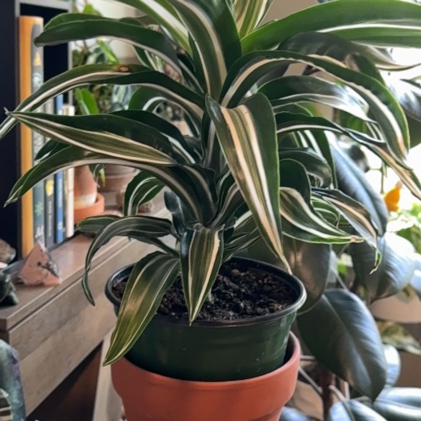 Photo of the plant species Dracaena Jade Jewel by @Roxley named Apollo on Greg, the plant care app