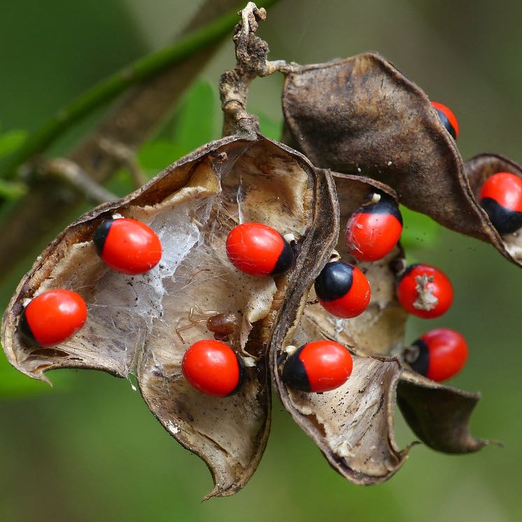 Photo of the plant species Rosary Pea by @ZarfBokchoi named Athena on Greg, the plant care app