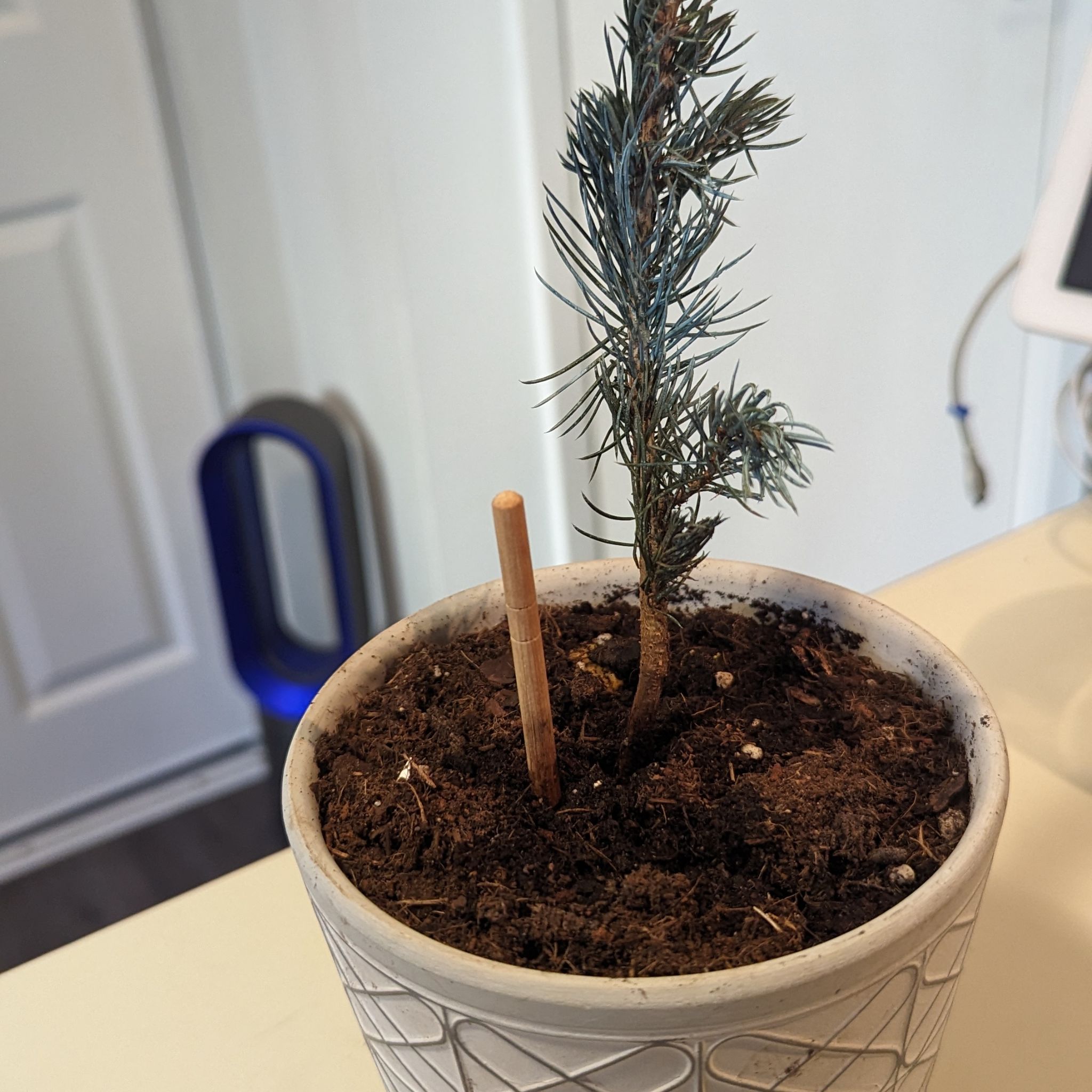 A young Blue Spruce plant in a pot with visible soil.