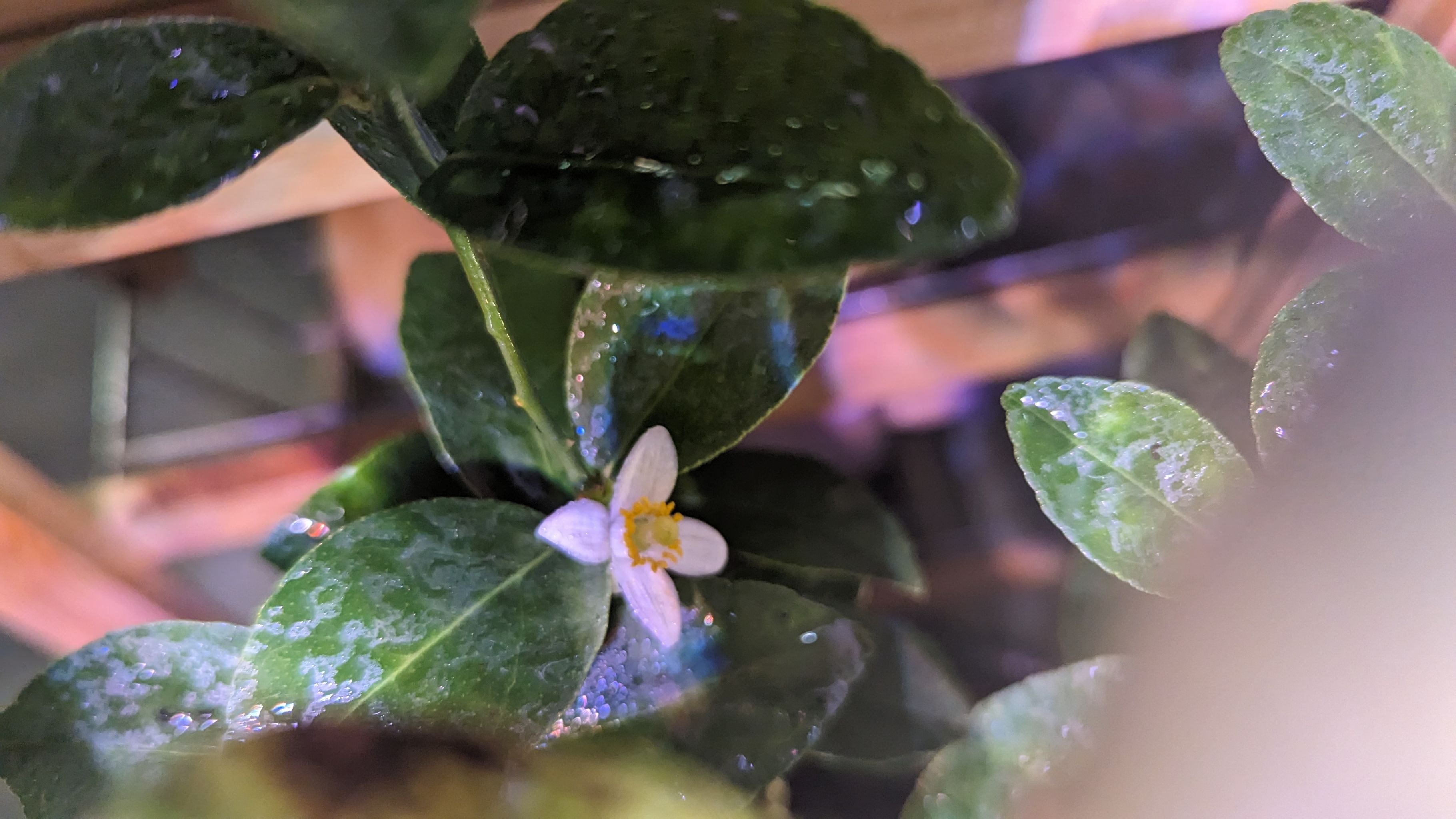 Identifying What is Eating Your Littleleaf Linden 🐛