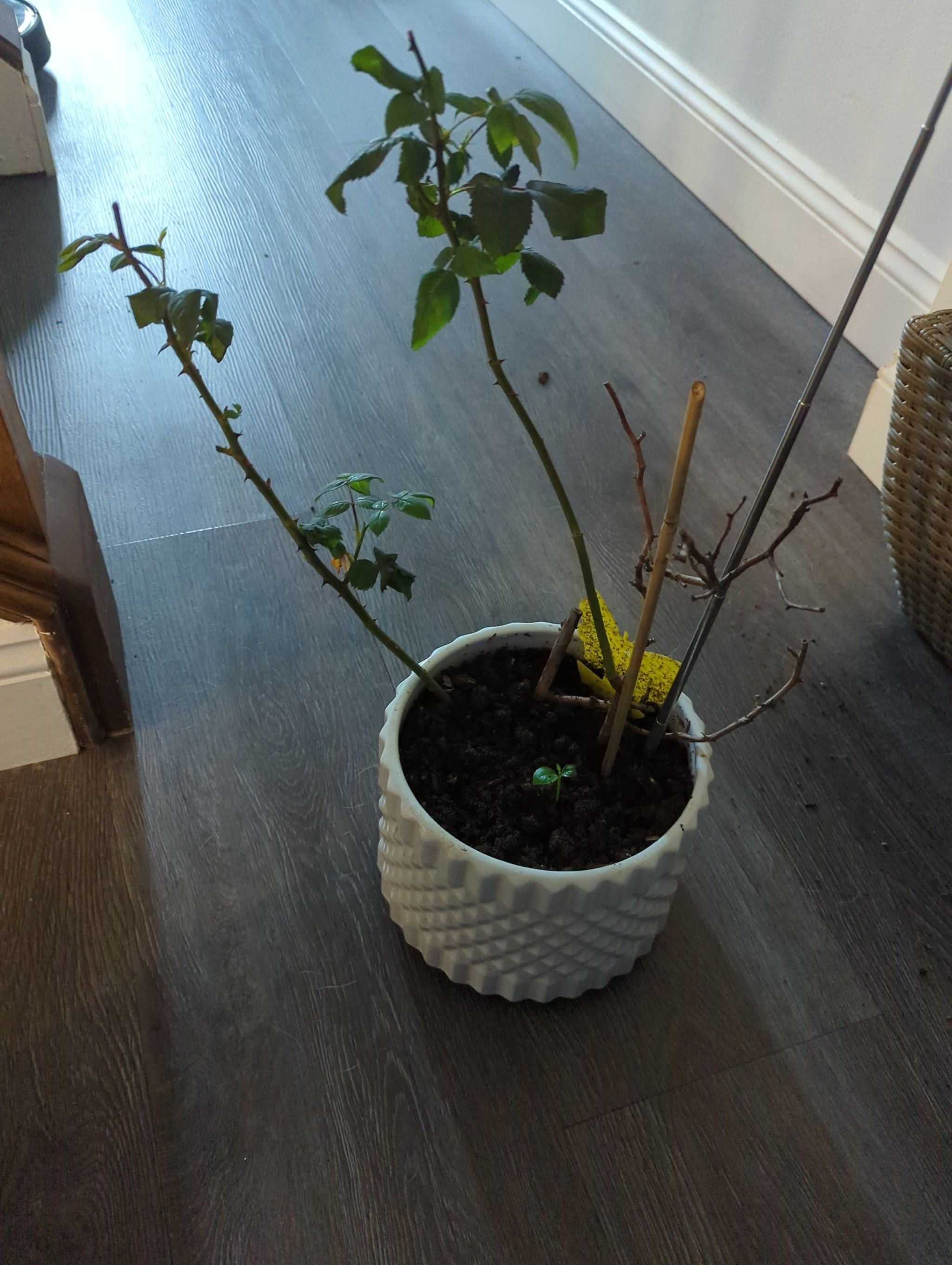 Why Are My Miniature Rose Leaves Droopy? 😔