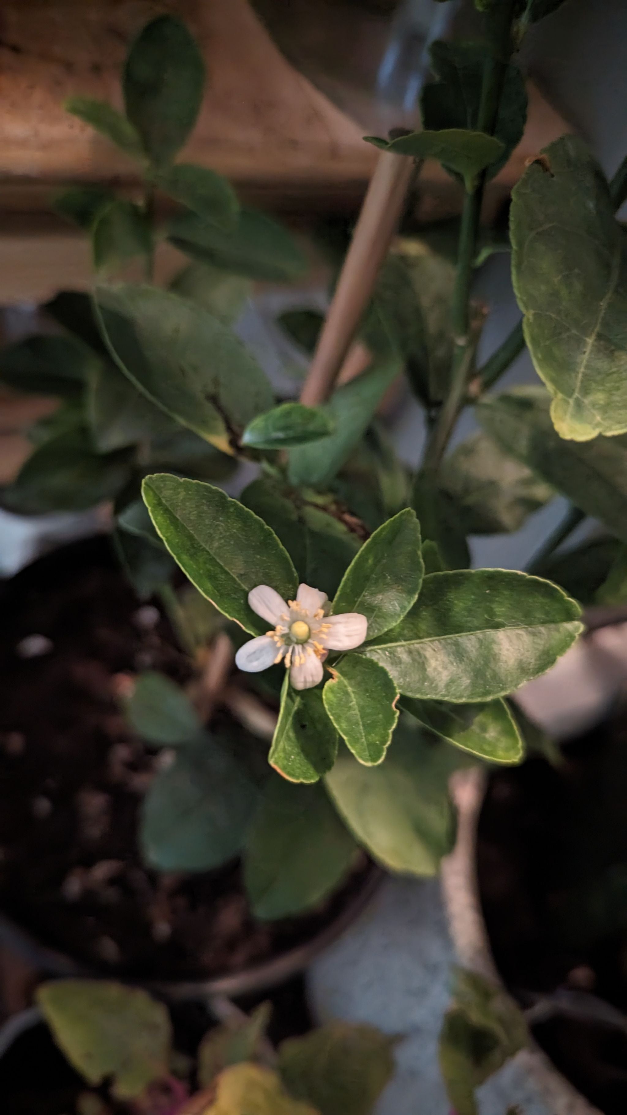 Identifying What is Eating Your Littleleaf Linden 🐛