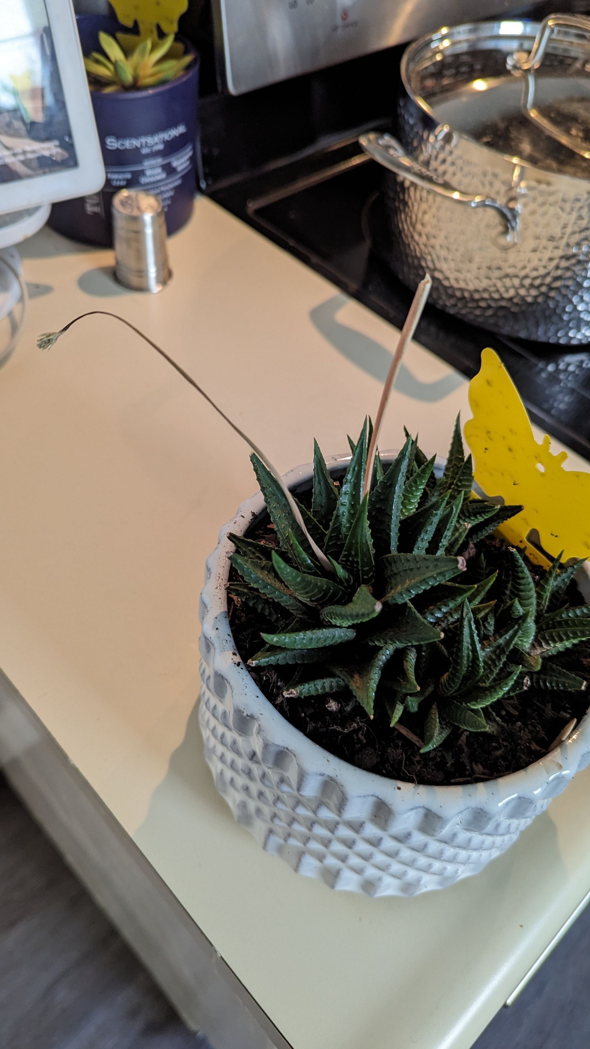 Fairy Washboard Plant Care Water, Light, Nutrients Greg App 🌱