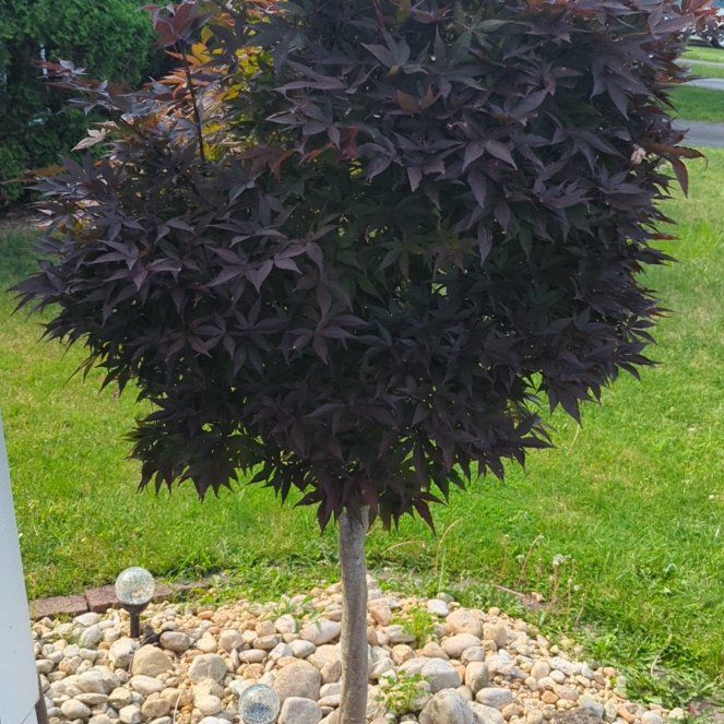 Miyamoto Musashi | A plant by @doubleffsteff on Greg