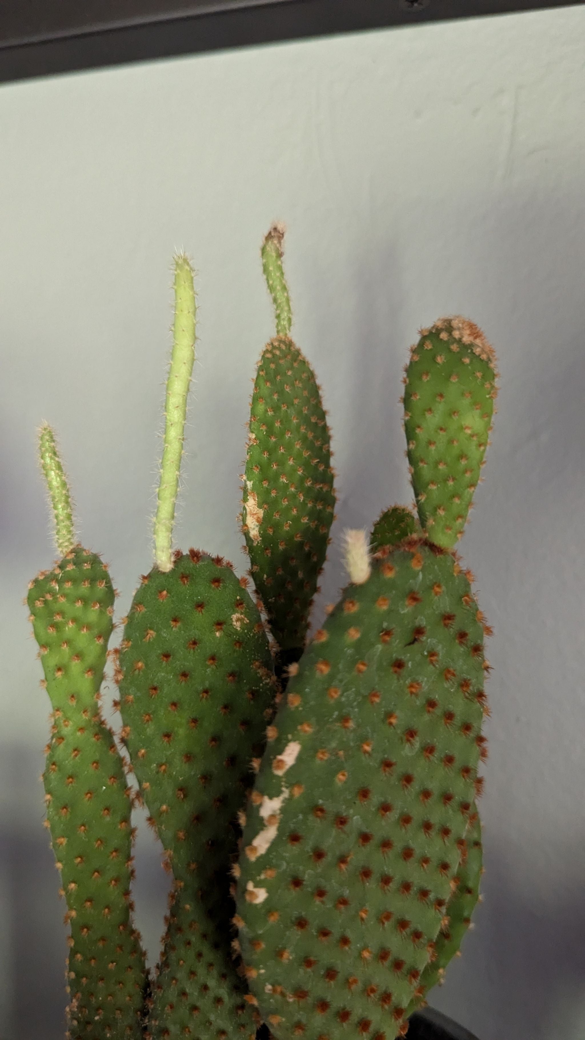 Best Temperature Conditions for Woollyjoint Prickly Pear 🌵