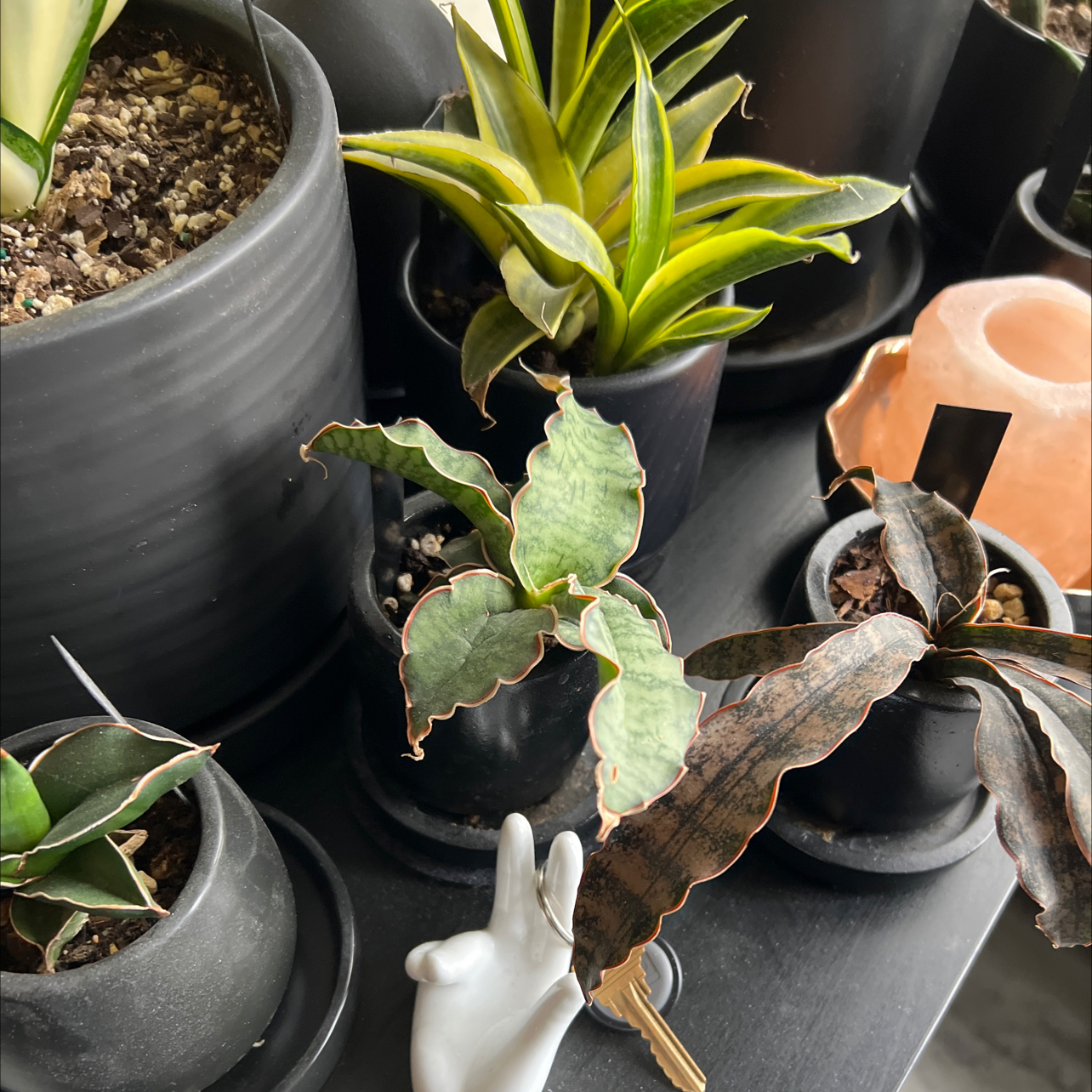 Photo of the plant species Silver Blue Sansevieria by @miki named Sansevieria kirkii on Greg, the plant care app