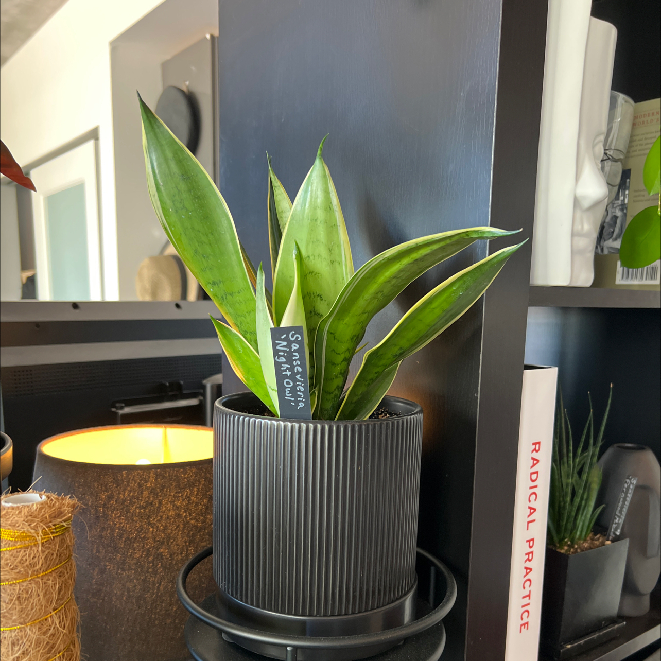 Sansevieria Night Owl plant in a black ribbed pot, healthy green leaves.