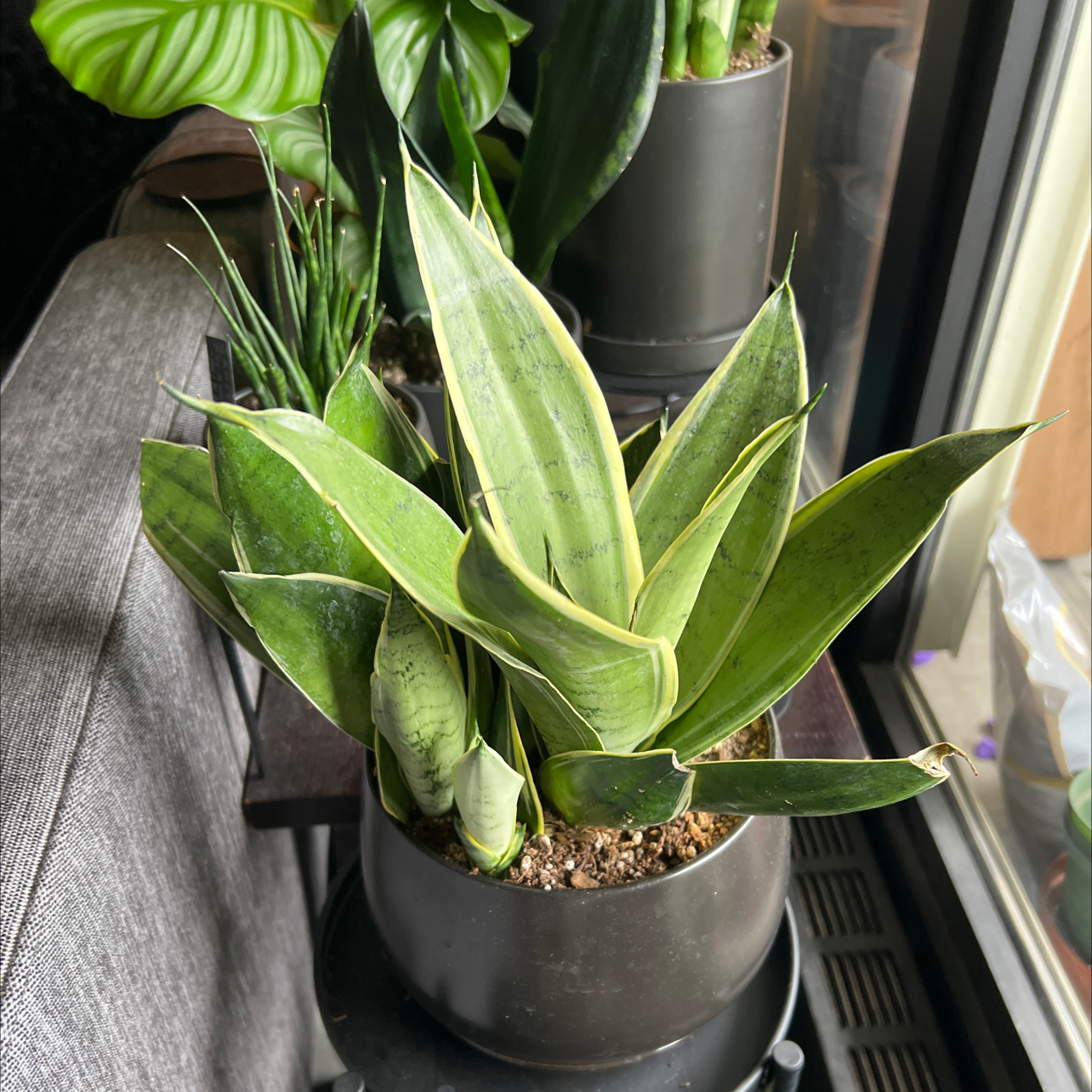 Sansevieria Night Owl plant in a pot with visible soil, well-framed and healthy.