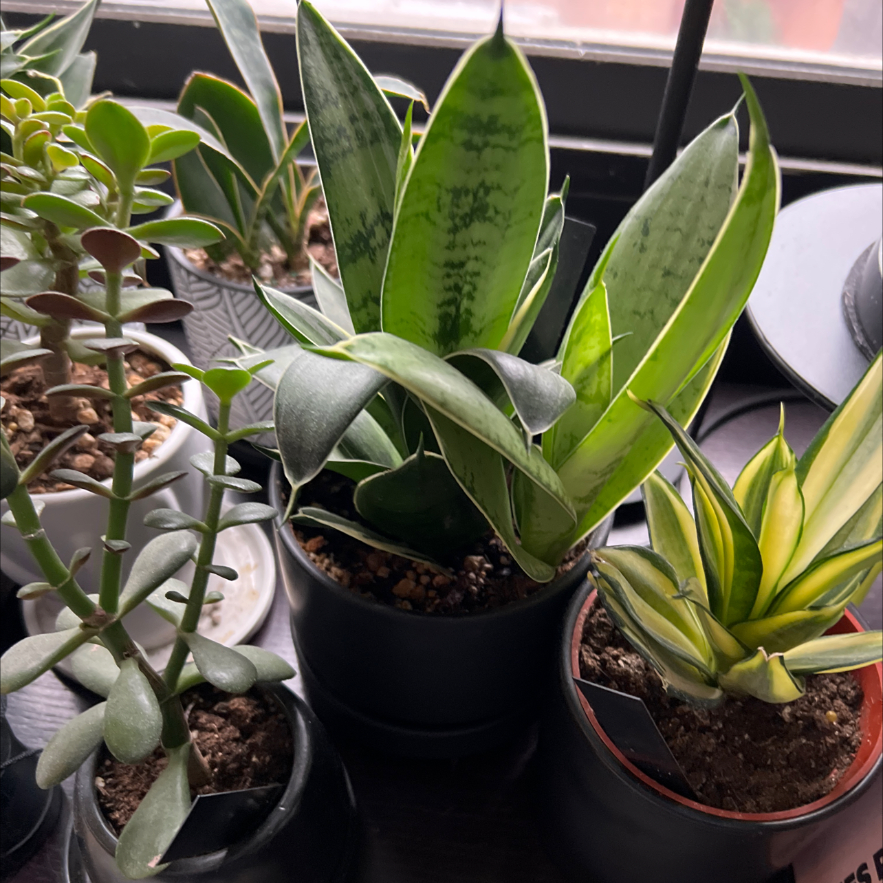 Photo of the plant species snake plant 'silver star' by @miki named Sansevieria silver star on Greg, the plant care app